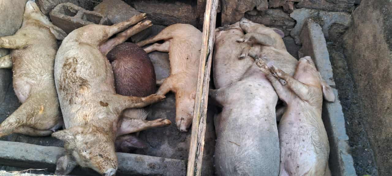 पवटीमा बंगुर मरेपछि किसान चिन्तित, प्राविधिक टोली फिल्डमा