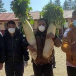 शैलुङमा फल्यो १४ किलोको एउटै मूला