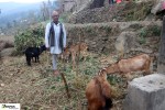 मेलुङका किसान बाख्रापालनमा आकर्षित
