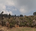 जिरीको ‘जाऔं है गुराँसपार्क’ अभियान सुरु 
