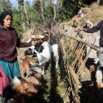 वैदेशिक रोजगार छाडेर बाख्रापालन
