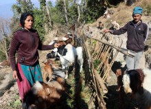वैदेशिक रोजगार छाडेर बाख्रापालन