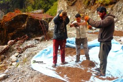 दोलखा मार्वुबाट मात्र वार्षिक करोडौको कुट्की निर्यात