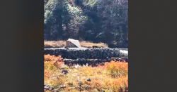 रोल्वालिङ भ्यालीमा दुर्लभ रेड पाण्डा देखियो