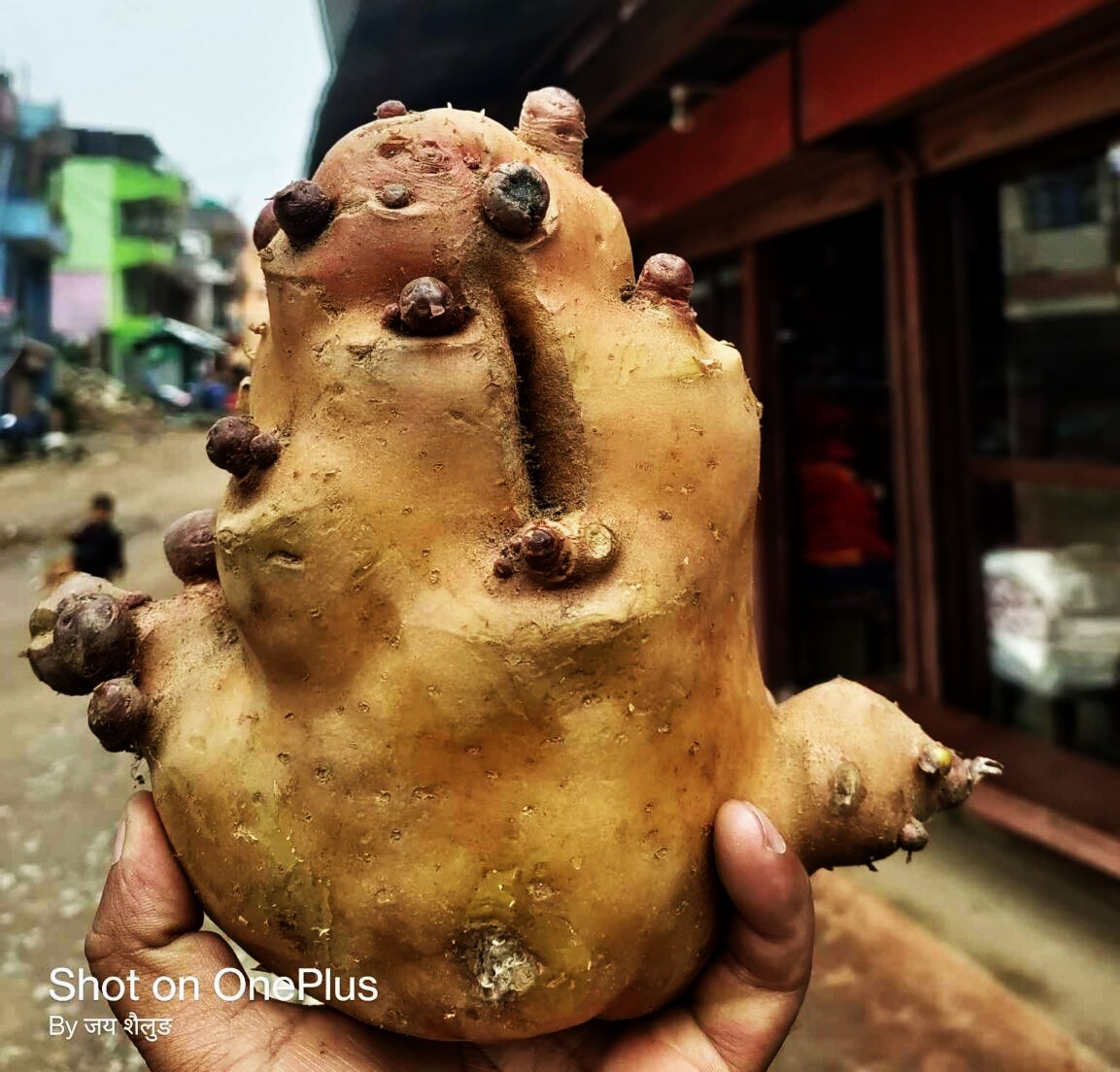 ठूलो आलु फलाउने किसानलाई पुरस्कार