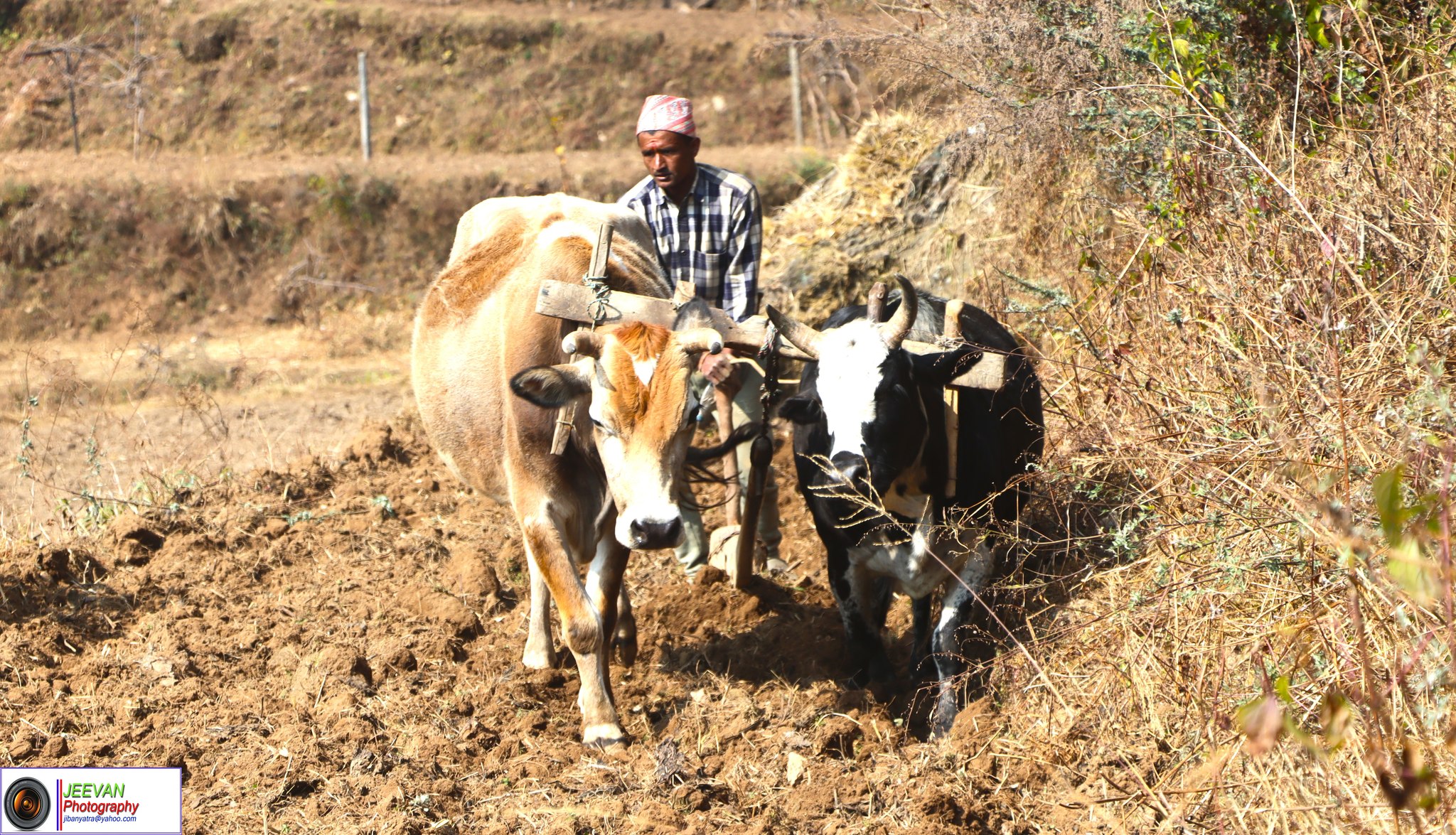 ट्याक्टरले विस्थापित गर्दै गोरु पालन