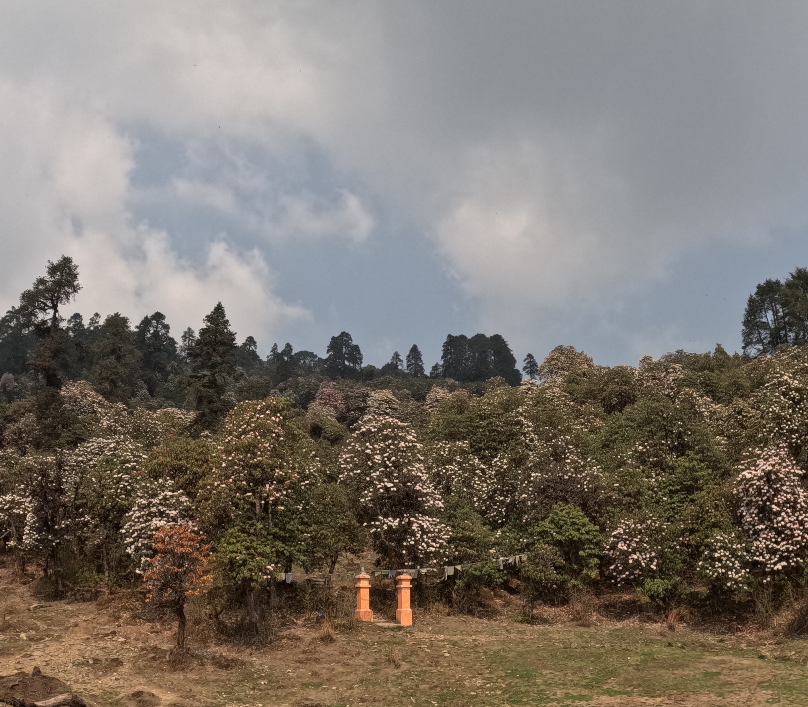 जिरीको ‘जाऔं है गुराँसपार्क’ अभियान सुरु 