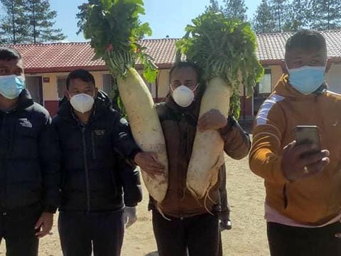 शैलुङमा फल्यो १४ किलोको एउटै मूला