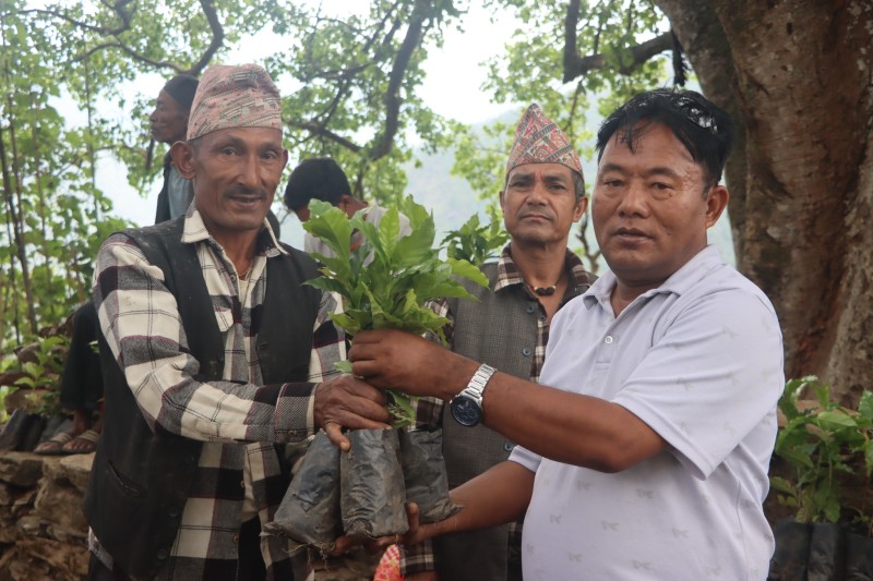 वातावरण दिवसमा झ्याँकुमा कफीको विरुवा वितरण