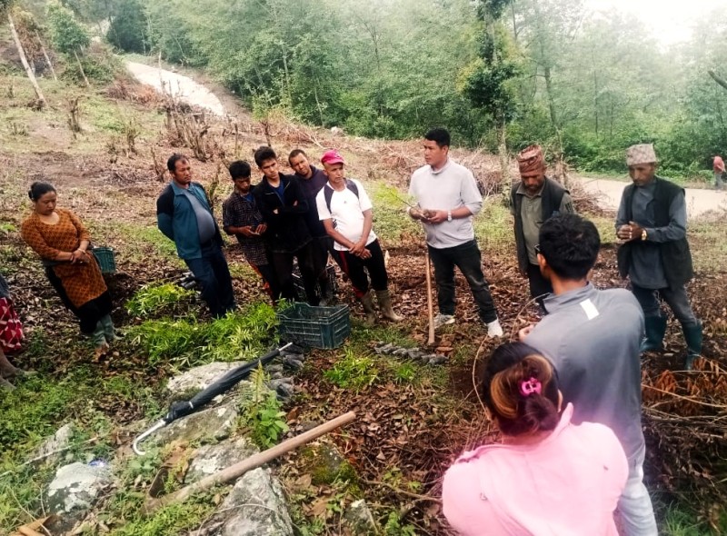 आम्दानीको श्रोत बढाउन  क्षेत्रपामा टिमुर खेती 