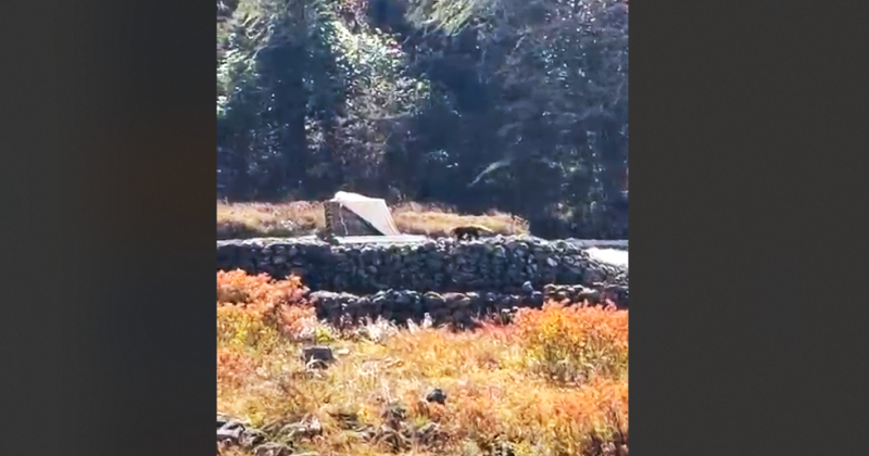 रोल्वालिङ भ्यालीमा दुर्लभ रेड पाण्डा देखियो