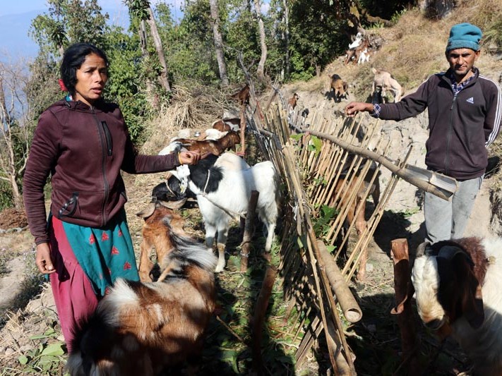 वैदेशिक रोजगार छाडेर बाख्रापालन