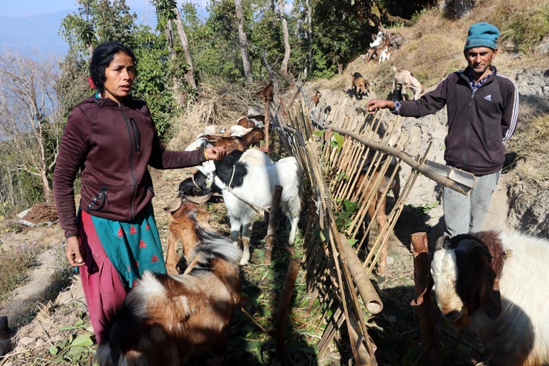 वैदेशिक रोजगार छाडेर बाख्रापालन